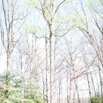Tall trees