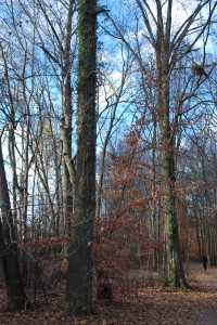 The trees or the forest