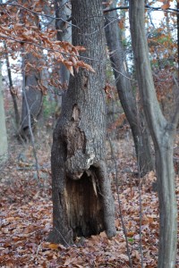 Tree trunk