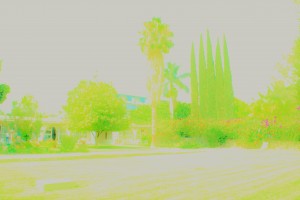 Ajijic Landscape